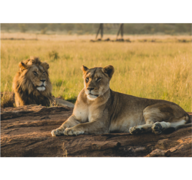 Tapisserie lion duo majestueux - TenStickers