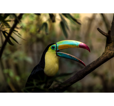 Tapisserie animaux portrait coloré de toucan - TenStickers