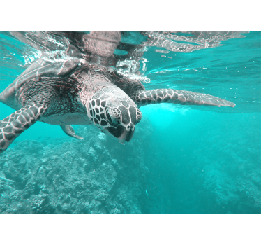 Tapisserie animaux rencontre de tortues sereines - TenStickers