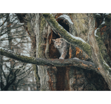 Tapisserie animaux lynx dans un arbre - TenStickers