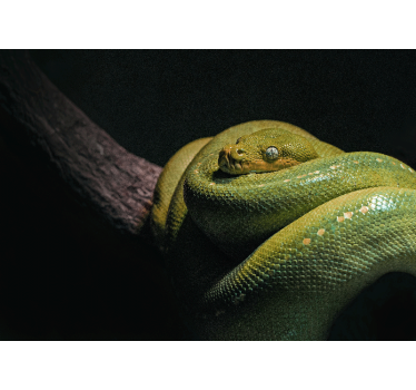 Tapisserie animaux python vert émeraude - TenStickers