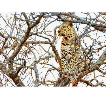 Tapisserie autres animaux léopard parmi les branches - TenStickers