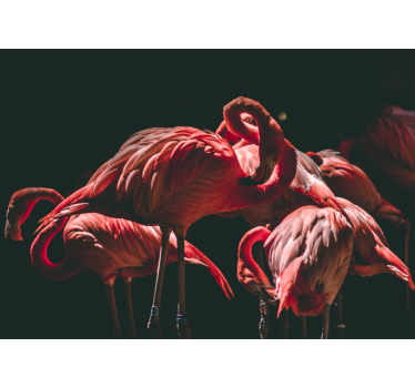 Tapisserie animaux flamant rose sérénité - TenStickers