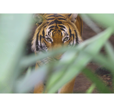 Tapisserie animaux tigre dans la nature - TenStickers