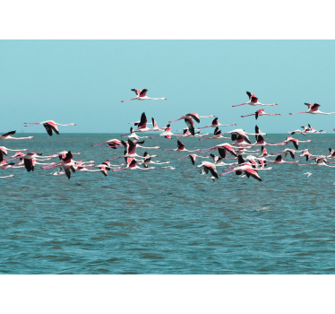 Tapisserie animaux flamants roses sur l'eau - TenStickers
