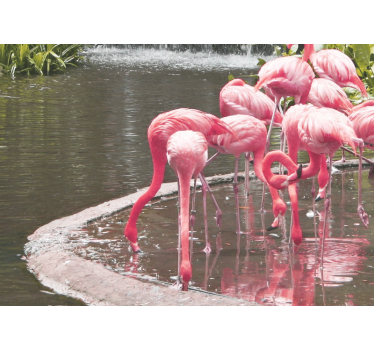 Tapisserie animaux assemblage de flamants - TenStickers