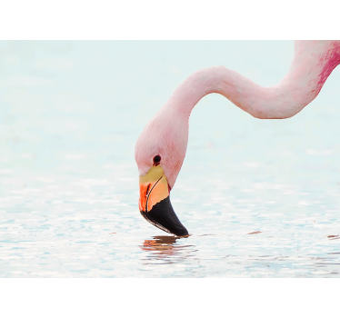 Tapisserie autres animaux flamant rose reflet eau - TenStickers
