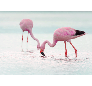 Tapisserie animaux scène d'alimentation des flamants - TenStickers