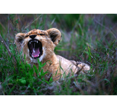 Tapisserie lion petit lion rugissant - TenStickers