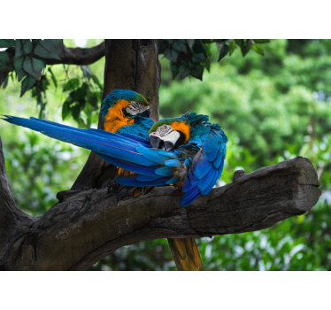 Tapisserie animaux perroquets colorés en couple - TenStickers