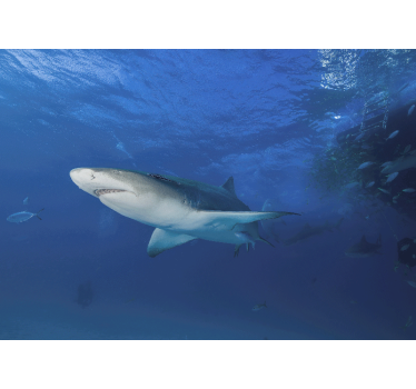 Tapisserie animaux exploration du requin majestueux - TenStickers