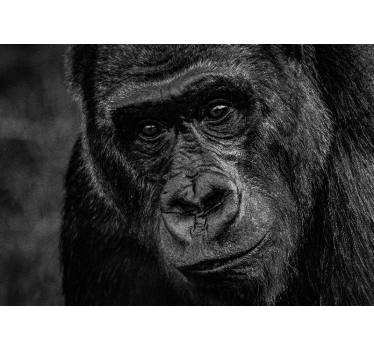 Tapisserie animaux gorille en gros plan - TenStickers