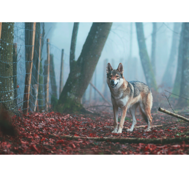 Tapisserie animaux loup dans la forêt brumeuse - TenStickers