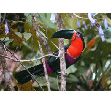 Tapisserie animaux affichage de toucan coloré - TenStickers