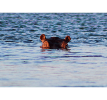 Tapisserie animaux hippopotame nageant paisiblement - TenStickers
