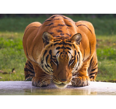 Tapisserie animaux pose de tigre majestueux - TenStickers