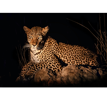 Tapisserie autres animaux le léopard à l'honneur - TenStickers
