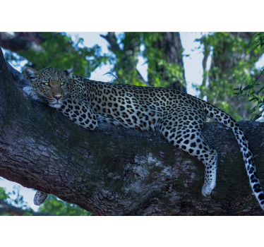 Tapisserie animaux léopard se reposant confortablement - TenStickers