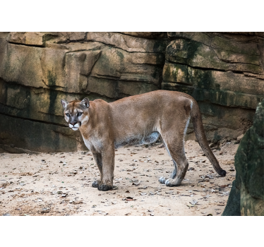 Tapisserie animaux cougar dans son habitat - TenStickers