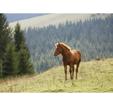 Tapisserie animaux cheval dans le pré - TenStickers
