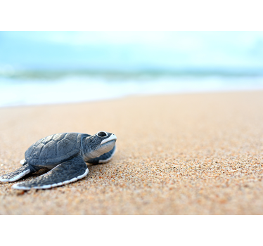 Tapisserie salle de bain tortue au bord de la mer - TenStickers