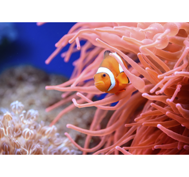 Tapisserie animaux poisson clown parmi les anémones - TenStickers