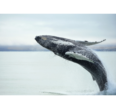 Tapisserie animaux baleine qui saute - TenStickers