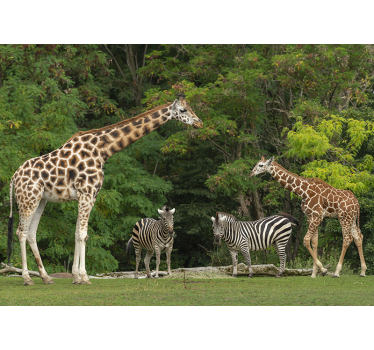 Tapisserie animaux girafes et zèbres - TenStickers