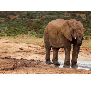 Tapisserie animaux rencontre avec un éléphant - TenStickers