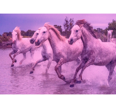 Tapisserie animaux chevaux blancs au galop - TenStickers