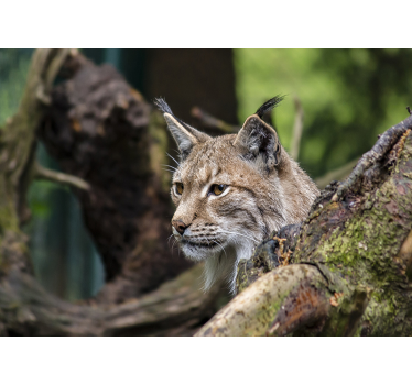 Tapisserie animaux lynx dans la nature - TenStickers