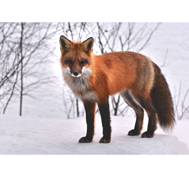 Tapisserie animaux portrait de renard majestueux - TenStickers