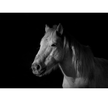 Tapisserie animaux portrait de cheval majestueux - TenStickers