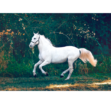 Tapisserie animaux équidé blanc royal - TenStickers