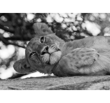 Tapisserie lion majestueux et relaxant - TenStickers