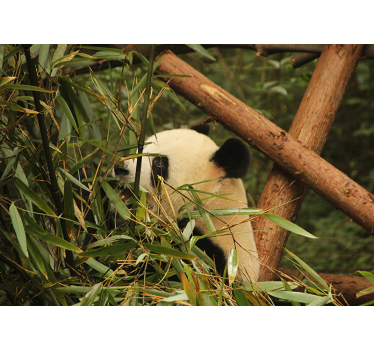 Tapisserie animaux panda parmi les bambous - TenStickers