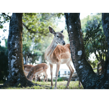 Tapisserie animaux rencontre avec un cerf gracieux - TenStickers