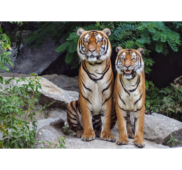 Tapisserie animaux tigres majestueux - TenStickers
