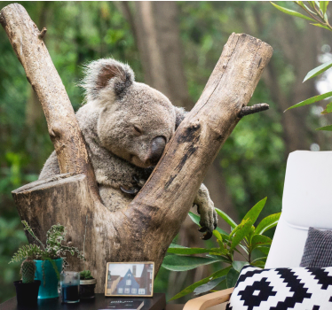 Papier peint savane Adorable koala endormi - TenStickers