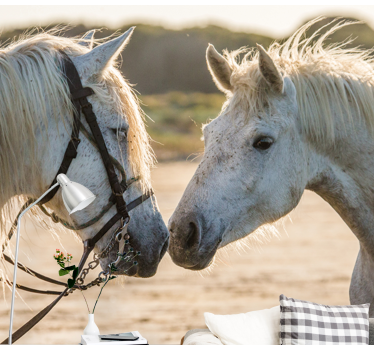 Tapisserie animaux affection tendre pour cheval - TenStickers