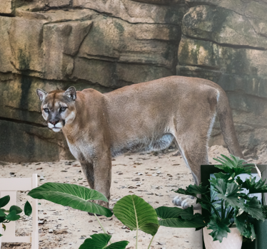 Tapisserie animaux cougar dans son habitat - TenStickers