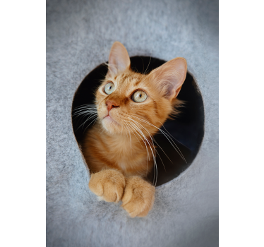 Poster mural avec photo de chat - TenStickers