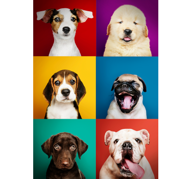 Poster mural portraits de chiots - TenStickers