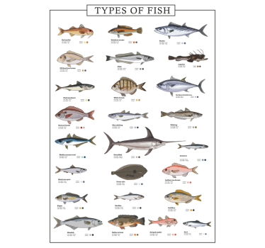 Poster mural motif types de poissons - TenStickers