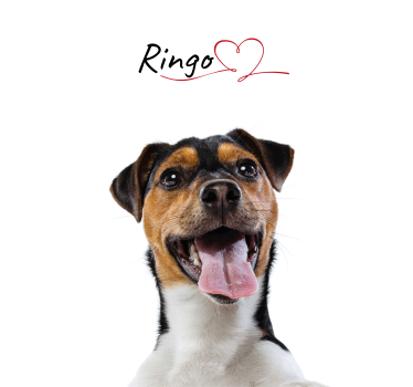 Poster amour de chien personnalisable - TenStickers