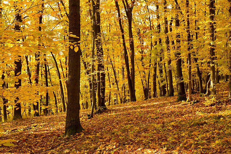 Poster photo réaliste forêt en automne - TenStickers