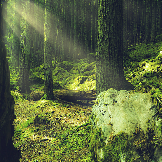 Poster salon pierres et mousse en forêt - TenStickers