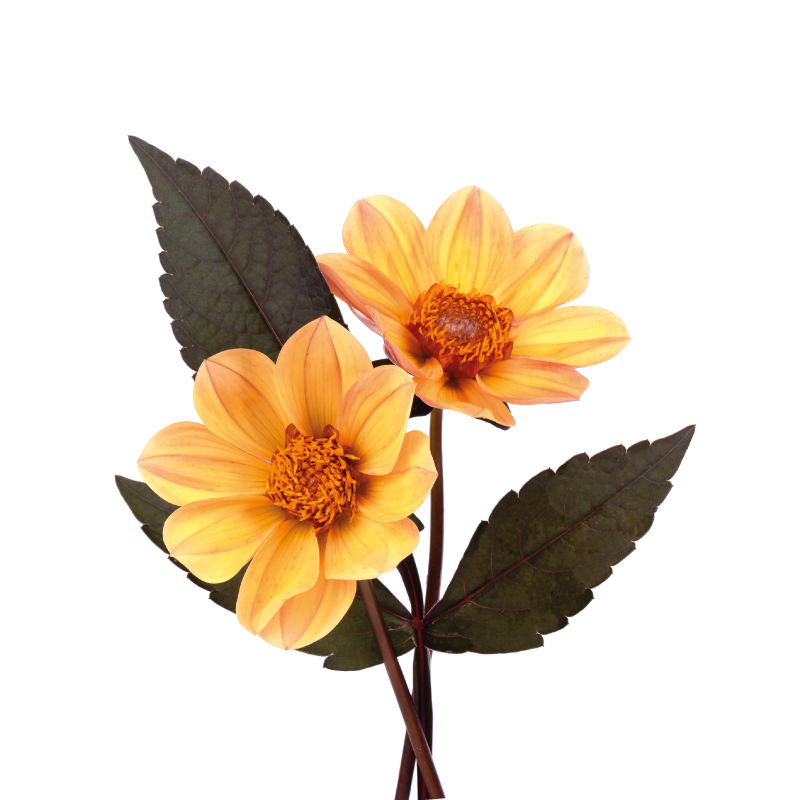 Poster fleurs et plantes deux fleurs - TenStickers