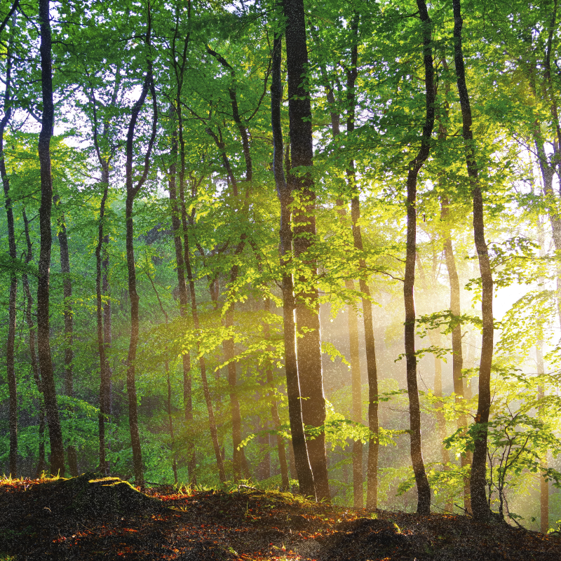 Poster arbre lumière naturelle en forêt - TenStickers