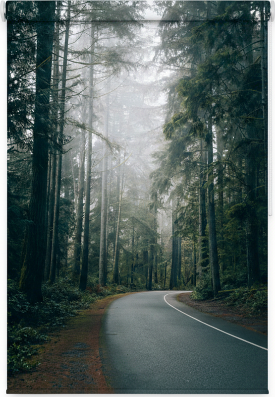 Poster arbre chemin de pin brumeux - TenStickers